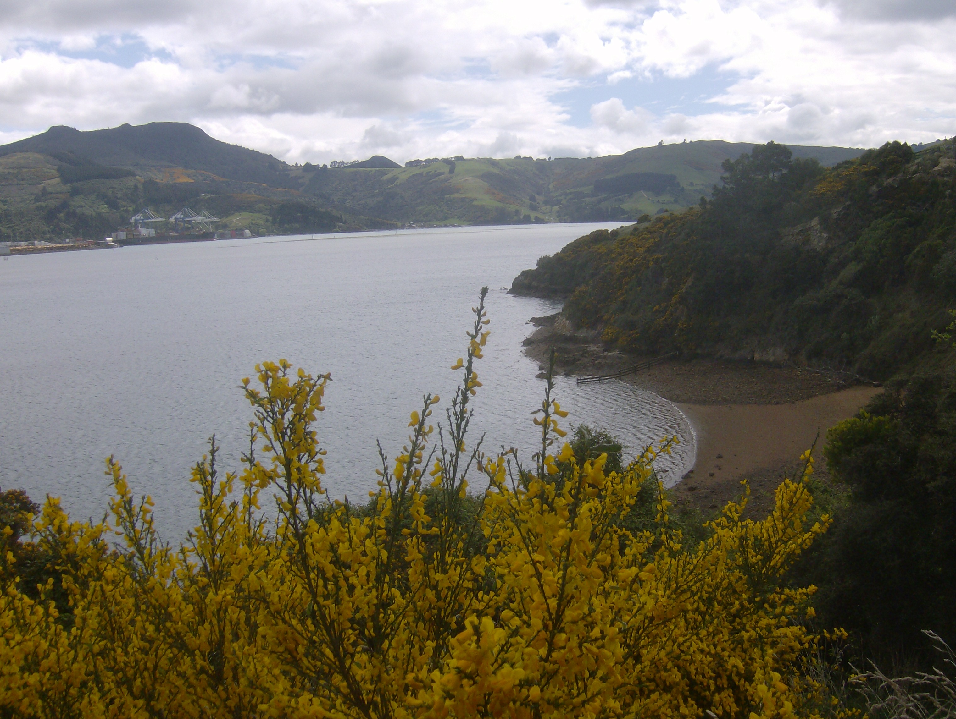 The coast of Otago Dunedin in New Zealand